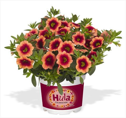 Foto de variedad de flores para ser usadas como: Maceta, planta de temporada, patio Calibrachoa RED FOX Hula Orange