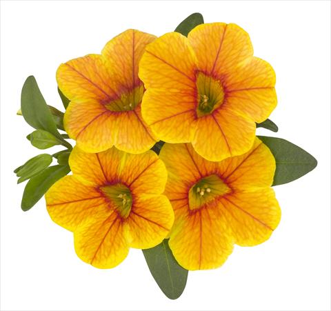 Foto de variedad de flores para ser usadas como: Maceta, planta de temporada, patio Calibrachoa RED FOX Volcano Gold