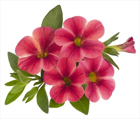 Foto de variedad de flores para ser usadas como: Maceta, planta de temporada, patio Calibrachoa RED FOX Volcano Neon