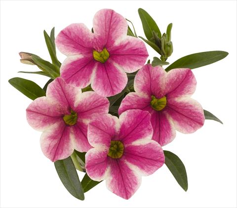 Foto de variedad de flores para ser usadas como: Maceta, planta de temporada, patio Calibrachoa RED FOX Volcano Pink