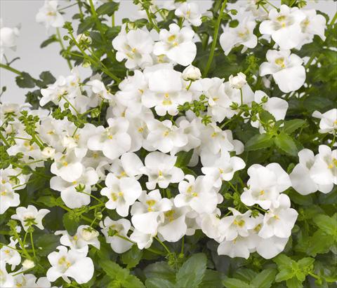 Foto de variedad de flores para ser usadas como: Maceta, patio, Tarrina de colgar Diascia barberae Genta Classic White