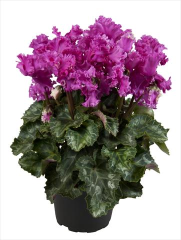 Foto de variedad de flores para ser usadas como: Tarrina de colgar / Maceta Cyclamen persicum Super Serie® Merengue Dark Violet
