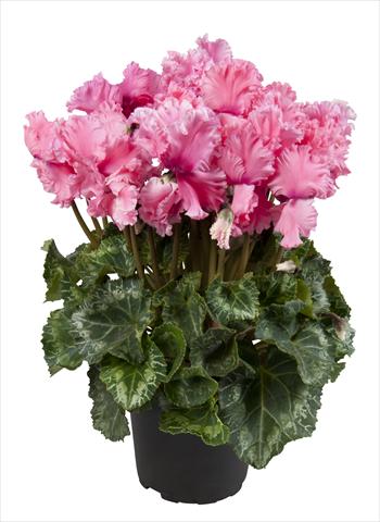 Foto de variedad de flores para ser usadas como: Tarrina de colgar / Maceta Cyclamen persicum Super Serie® Merengue Light Salmon Pink