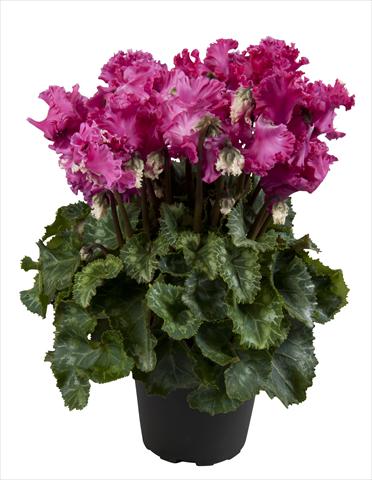 Foto de variedad de flores para ser usadas como: Tarrina de colgar / Maceta Cyclamen persicum Super Serie® Merengue Magenta