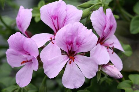 Foto de variedad de flores para ser usadas como: Tarrina de colgar / Maceta Pelargonium peltatum Summertime Lilac