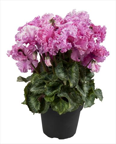Foto de variedad de flores para ser usadas como: Tarrina de colgar / Maceta Cyclamen persicum Super Serie® Merengue Neon Pink