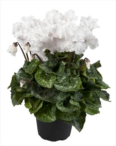 Foto de variedad de flores para ser usadas como: Tarrina de colgar / Maceta Cyclamen persicum Super Serie® Merengue Pure White