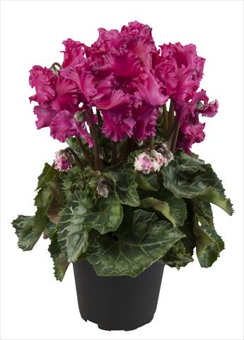 Foto de variedad de flores para ser usadas como: Tarrina de colgar / Maceta Cyclamen persicum Super Serie® Merengue Wine Red