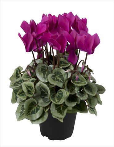 Foto de variedad de flores para ser usadas como: Tarrina de colgar / Maceta Cyclamen persicum Super Serie® Rembrandt Dark Violet