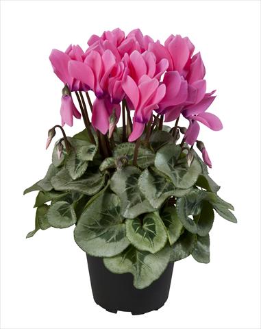 Foto de variedad de flores para ser usadas como: Tarrina de colgar / Maceta Cyclamen persicum Super Serie® Rembrandt Neon Pink