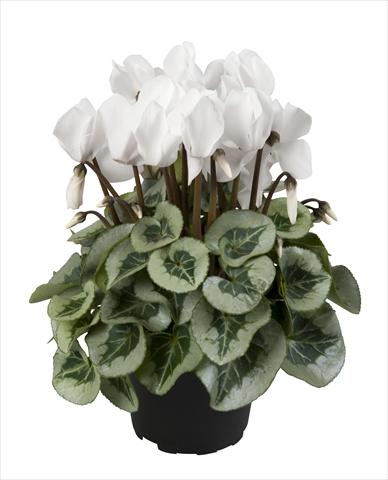 Foto de variedad de flores para ser usadas como: Tarrina de colgar / Maceta Cyclamen persicum Super Serie® Rembrandt Pure White
