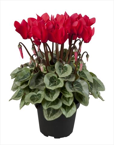 Foto de variedad de flores para ser usadas como: Tarrina de colgar / Maceta Cyclamen persicum Super Serie® Rembrandt Red