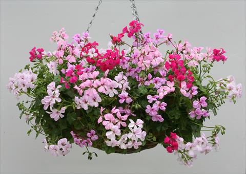 Foto de variedad de flores para ser usadas como: Tarrina de colgar / Maceta Pelargonium peltatum Summertime