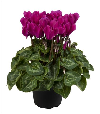 Foto de variedad de flores para ser usadas como: Tarrina de colgar / Maceta Cyclamen persicum Super Serie® Carino F1 Dark Violet