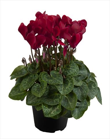 Foto de variedad de flores para ser usadas como: Tarrina de colgar / Maceta Cyclamen persicum Super Serie® Carino F1 Deep Wine Red