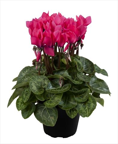 Foto de variedad de flores para ser usadas como: Tarrina de colgar / Maceta Cyclamen persicum Super Serie® Carino F1 Neon Pink