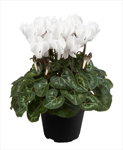 Foto de variedad de flores para ser usadas como: Tarrina de colgar / Maceta Cyclamen persicum Super Serie® Carino F1 Pure White