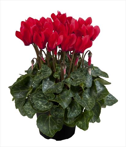 Foto de variedad de flores para ser usadas como: Tarrina de colgar / Maceta Cyclamen persicum Super Serie® Carino F1 Red