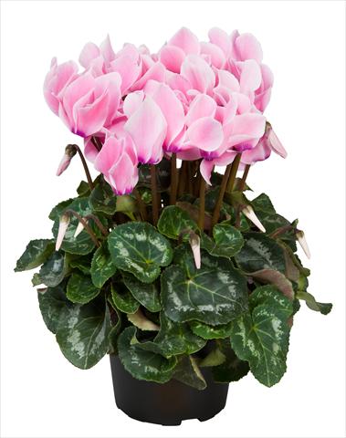 Foto de variedad de flores para ser usadas como: Tarrina de colgar / Maceta Cyclamen persicum Super Serie® Allure® F1 Neon Flamed
