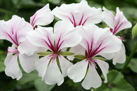 Foto de variedad de flores para ser usadas como: Tarrina de colgar / Maceta Pelargonium peltatum Summertime White Star