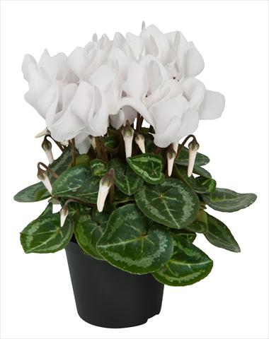 Foto de variedad de flores para ser usadas como: Tarrina de colgar / Maceta Cyclamen persicum Super Serie® Compact® F1 Pure White