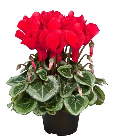 Foto de variedad de flores para ser usadas como: Tarrina de colgar / Maceta Cyclamen persicum Super Serie® Da Vinci® F1 Red