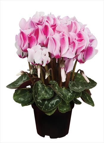 Foto de variedad de flores para ser usadas como: Tarrina de colgar / Maceta Cyclamen persicum Super Serie® Micro® F1 Spotted