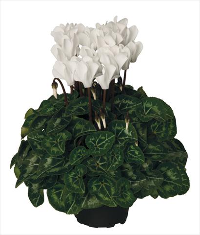 Foto de variedad de flores para ser usadas como: Tarrina de colgar / Maceta Cyclamen persicum Super Serie® Mini Winter™ F1 Cream White