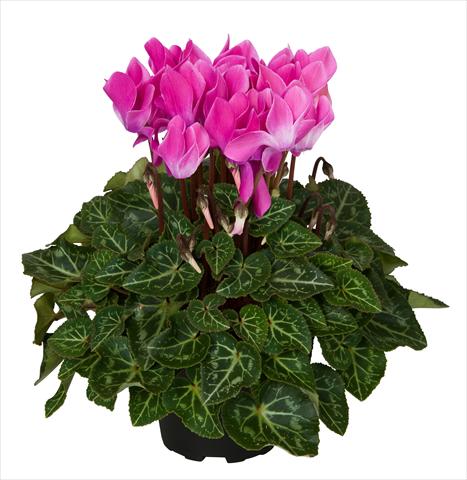 Foto de variedad de flores para ser usadas como: Tarrina de colgar / Maceta Cyclamen persicum Super Serie® Mini Winter™ F1 Violet Flamed
