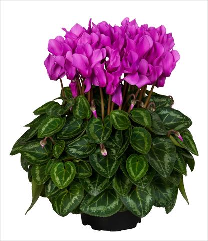Foto de variedad de flores para ser usadas como: Tarrina de colgar / Maceta Cyclamen persicum Super Serie® Original® F1 Light Violet