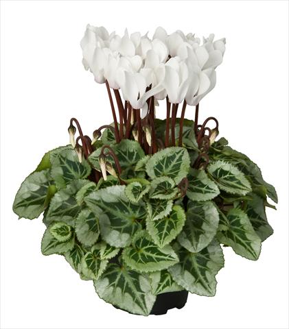 Foto de variedad de flores para ser usadas como: Tarrina de colgar / Maceta Cyclamen persicum Super Serie® Picasso® F1 Cream White