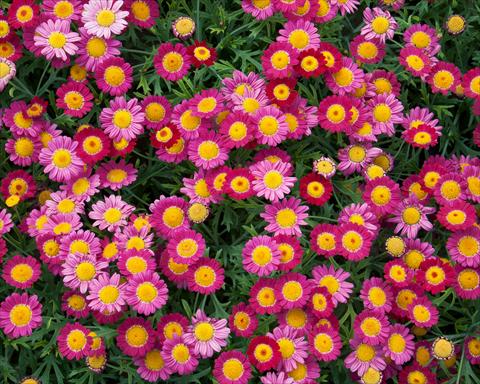 Foto de variedad de flores para ser usadas como: Maceta o Tarrina de colgar Argyranthemum LaRita® Purple Red