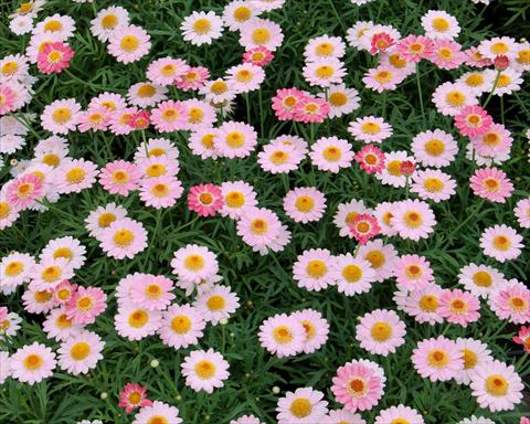 Foto de variedad de flores para ser usadas como: Maceta o Tarrina de colgar Argyranthemum LaRita® Salmon Pink