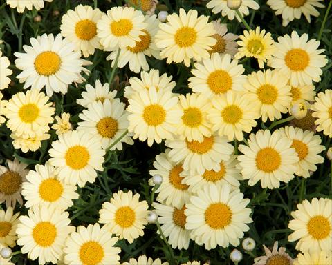 Foto de variedad de flores para ser usadas como: Maceta o Tarrina de colgar Argyranthemum LaRita® Yellow