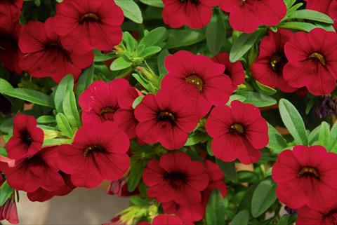 Foto de variedad de flores para ser usadas como: Maceta, planta de temporada, patio Calibrachoa MiniFamous® Compact Dark Red