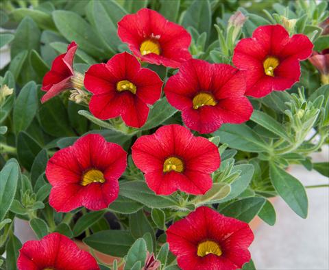 Foto de variedad de flores para ser usadas como: Maceta, planta de temporada, patio Calibrachoa MiniFamous® Compact Red
