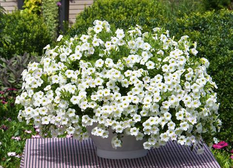 Foto de variedad de flores para ser usadas como: Maceta, planta de temporada, patio Calibrachoa MiniFamous® Compact White