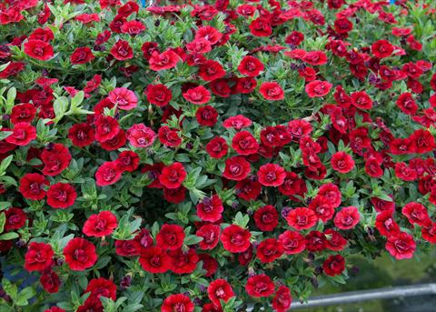Foto de variedad de flores para ser usadas como: Maceta, planta de temporada, patio Calibrachoa MiniFamous® Double Dark Red
