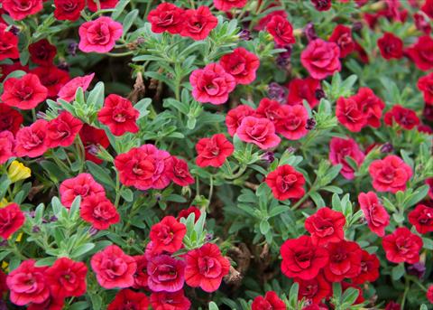 Foto de variedad de flores para ser usadas como: Maceta, planta de temporada, patio Calibrachoa MiniFamous® Double Red