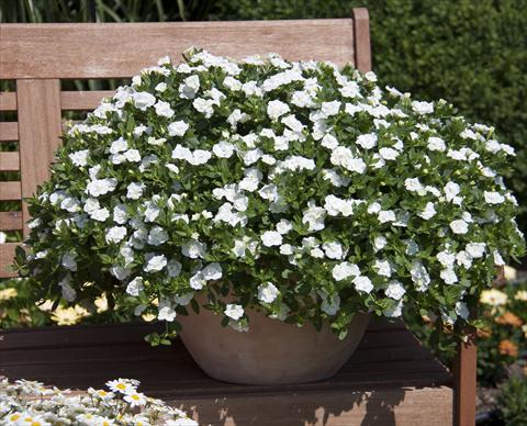 Foto de variedad de flores para ser usadas como: Maceta, planta de temporada, patio Calibrachoa MiniFamous® Double White