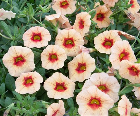 Foto de variedad de flores para ser usadas como: Maceta, planta de temporada, patio Calibrachoa MiniFamous® Neo Apricot+Red Eye