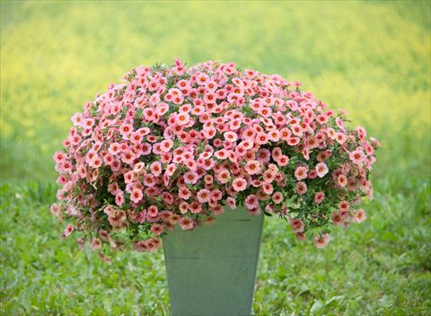 Foto de variedad de flores para ser usadas como: Maceta, planta de temporada, patio Calibrachoa MiniFamous® Neo Coral+Red Eye