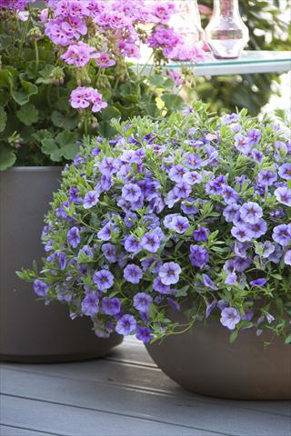 Foto de variedad de flores para ser usadas como: Maceta, planta de temporada, patio Calibrachoa MiniFamous® Neo Light Blue