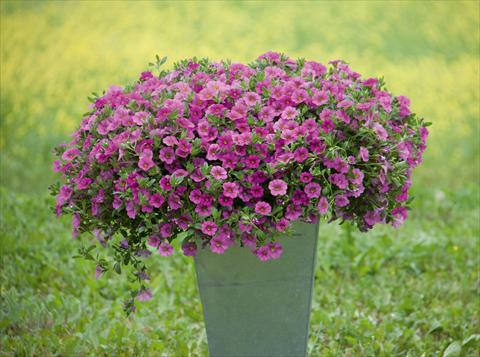 Foto de variedad de flores para ser usadas como: Maceta, planta de temporada, patio Calibrachoa MiniFamous® Neo Pink