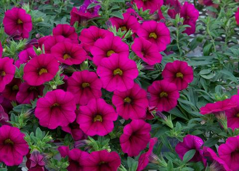 Foto de variedad de flores para ser usadas como: Maceta, planta de temporada, patio Calibrachoa MiniFamous® Neo Purple