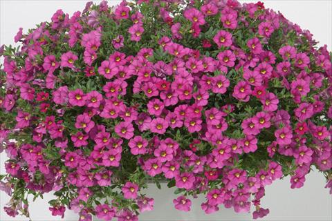 Foto de variedad de flores para ser usadas como: Maceta, planta de temporada, patio Calibrachoa MiniFamous® Neo Rose
