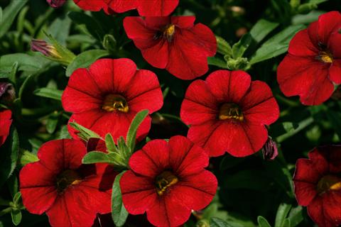 Foto de variedad de flores para ser usadas como: Maceta, planta de temporada, patio Calibrachoa MiniFamous® Neo Sangria