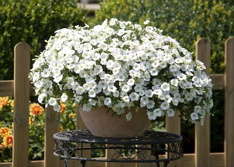 Foto de variedad de flores para ser usadas como: Maceta, planta de temporada, patio Calibrachoa MiniFamous® Neo White