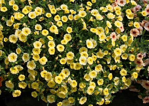 Foto de variedad de flores para ser usadas como: Maceta, planta de temporada, patio Calibrachoa MiniFamous® Neo Yellow