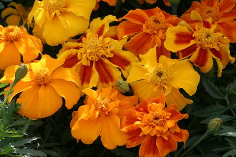 Foto de variedad de flores para ser usadas como: Planta de temporada / borde del macizo Tagetes patula Zenith Mix